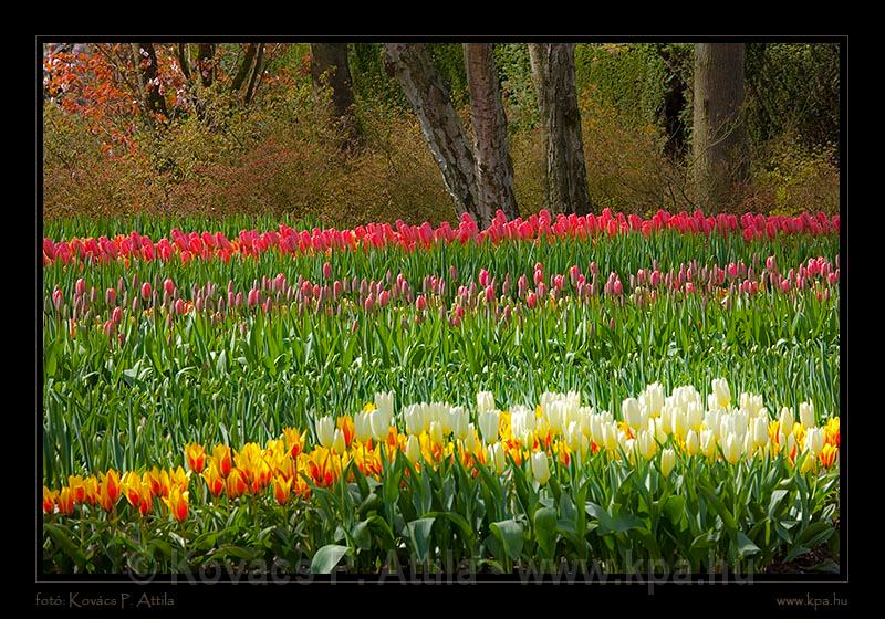 Keukenhof Hollandia 032.jpg